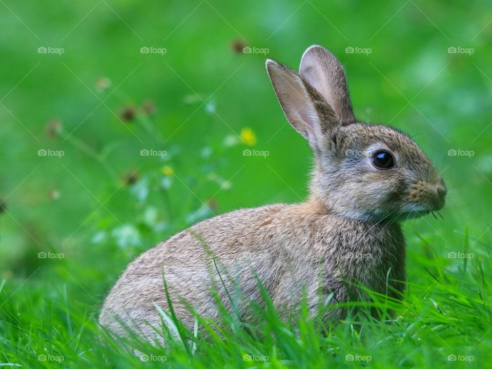 Rabbit close-up in a park