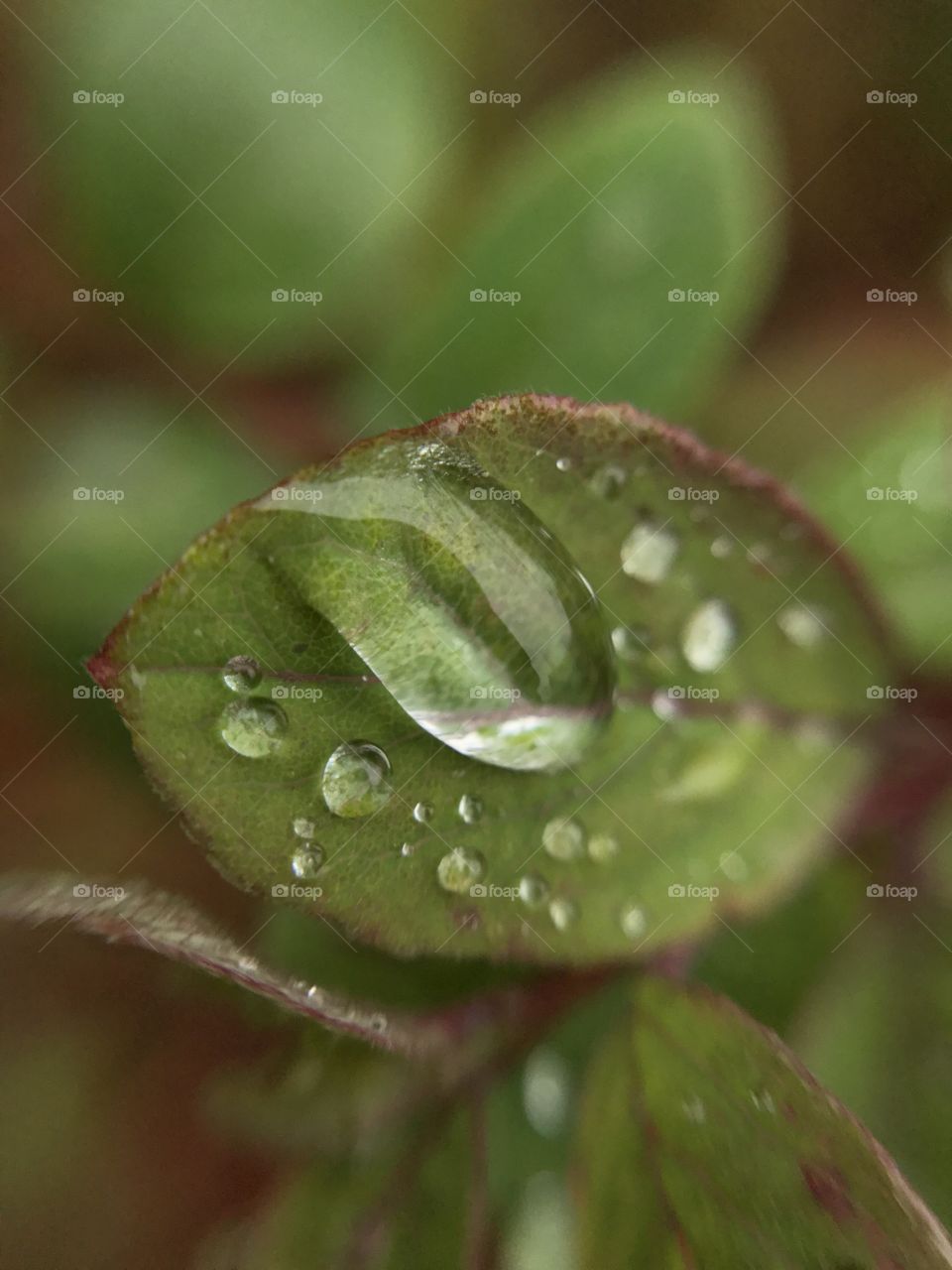 Macro drops of water on the leaf