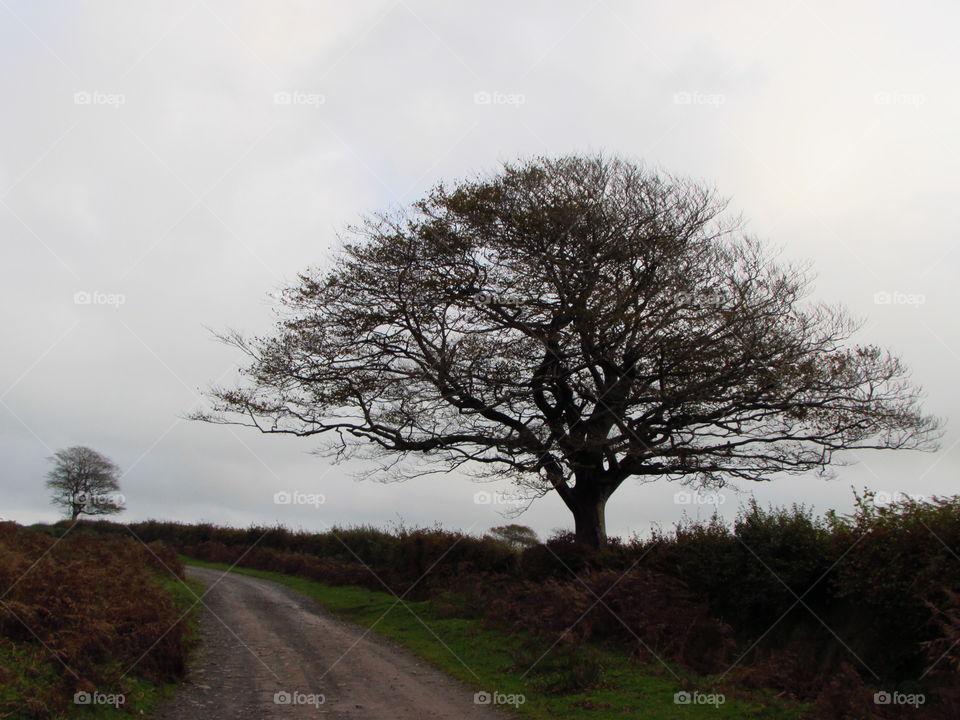 The tree in the foreground dwarfs the one behind