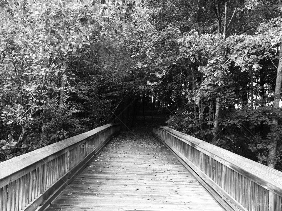 Heading in the deep deep dark dark forest