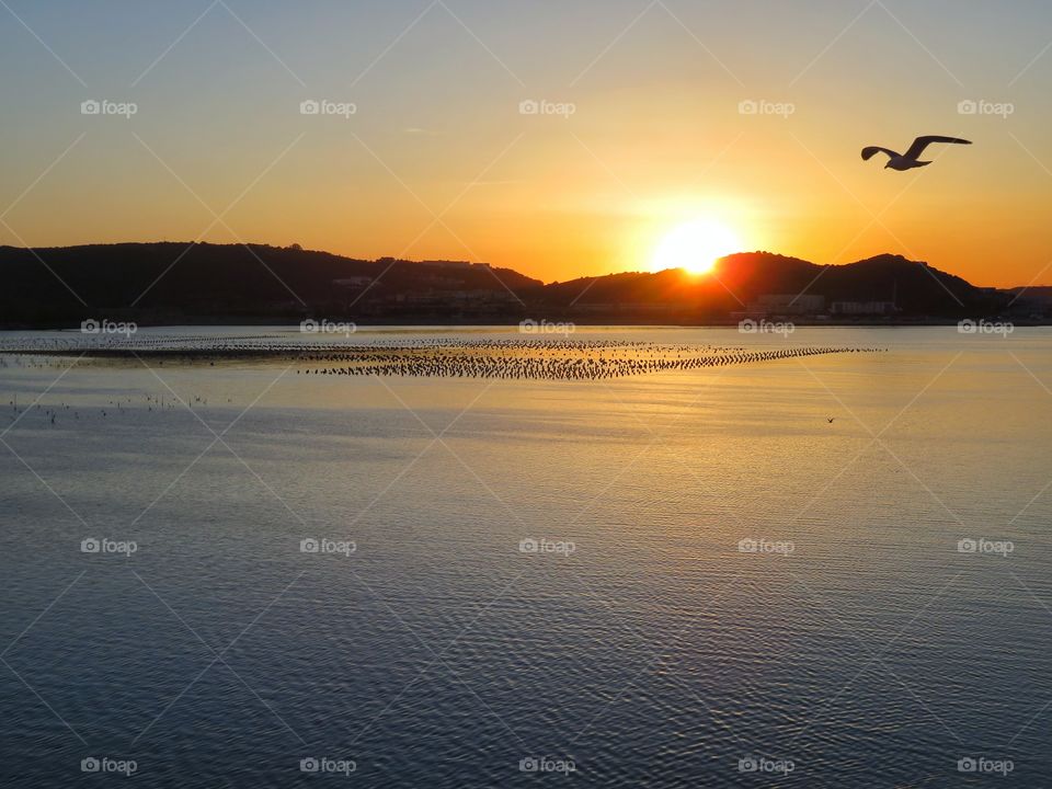 morning sunrise with flying seagull over mediterranean sea - Sardinia