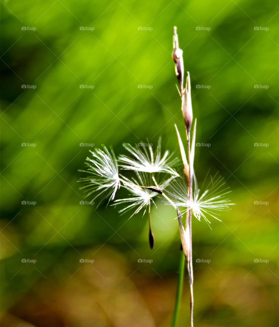 dandelion seeds on grass stalk.