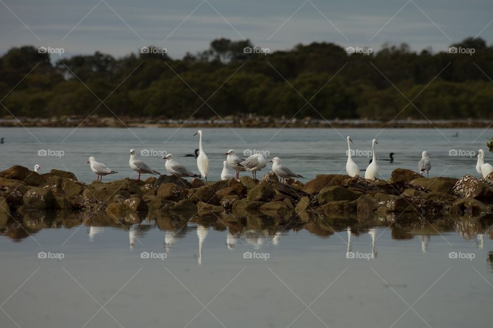 Little Egrets 