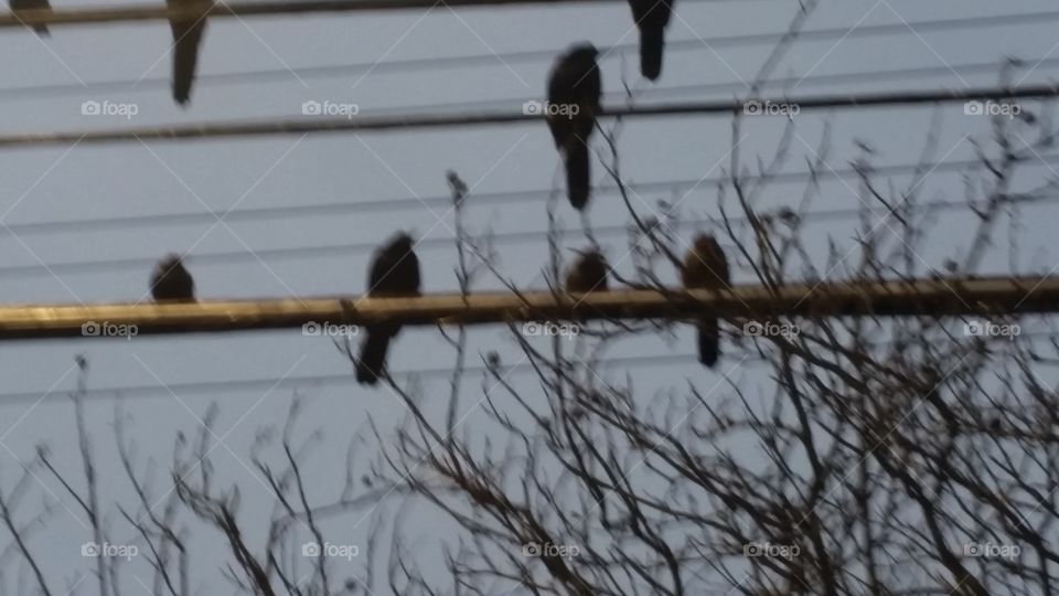 birds on a wire and winter tree branches