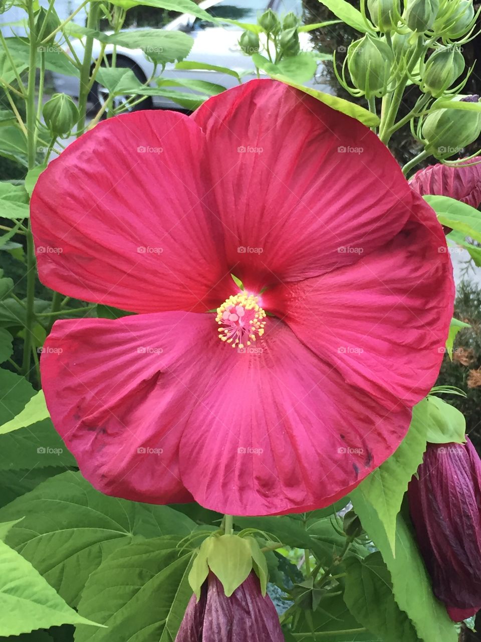 Large 8" hibiscus bloom
Unusual in NY because it gets very cold here, and hibiscus are not cold hardy