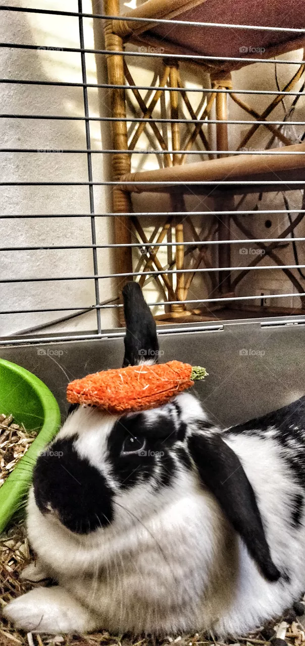 Rabbit