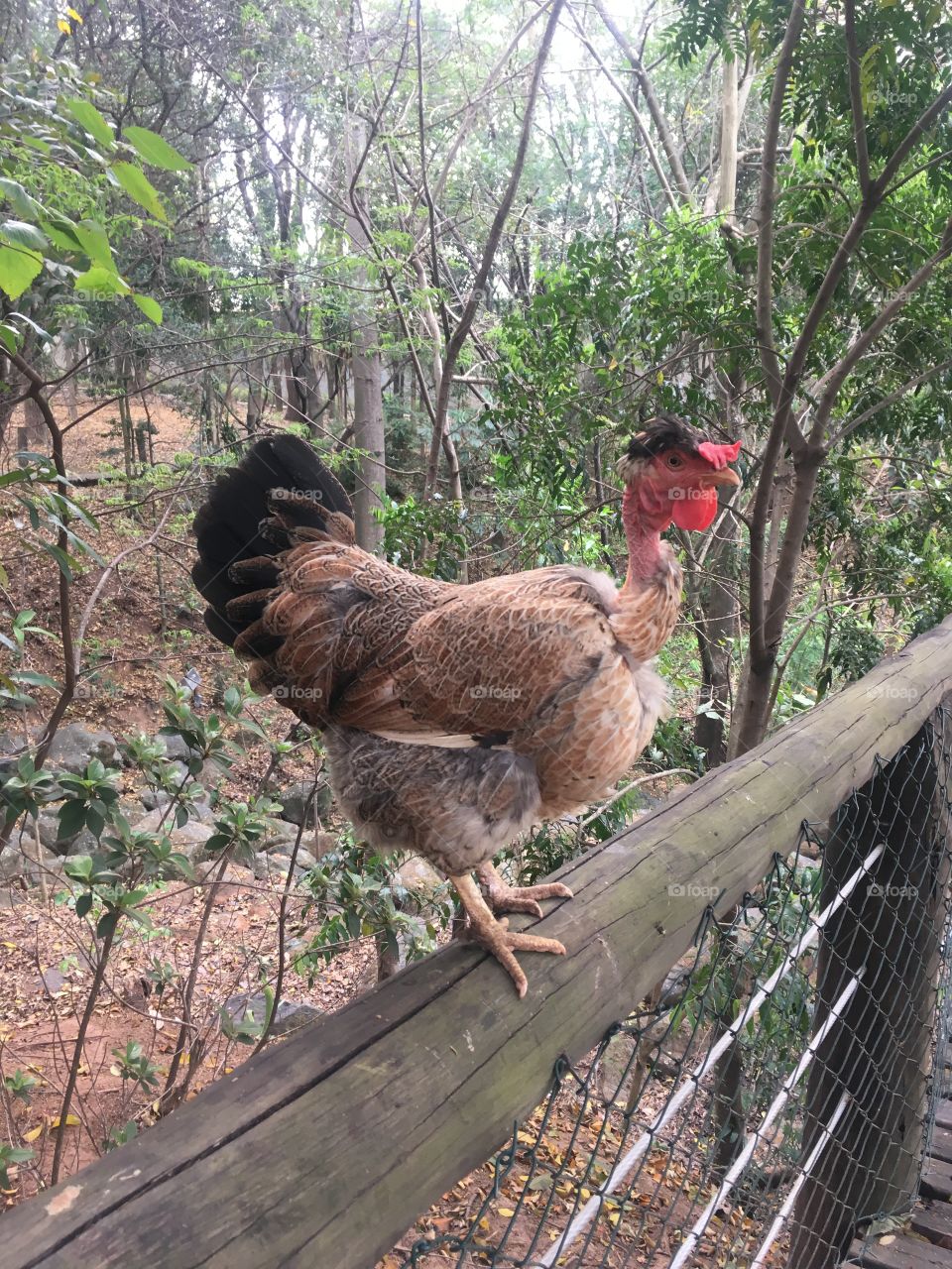 Uma galinha de pescoço sem penas. E estava fazendo pose em cima da ponte para ser clicada!