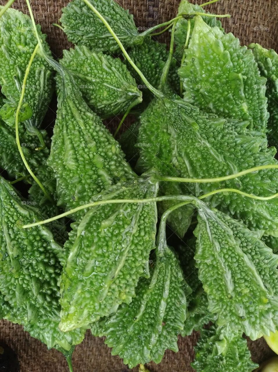 karela, green vegetable and very nutritious vegetables, use with other vegitable shurb