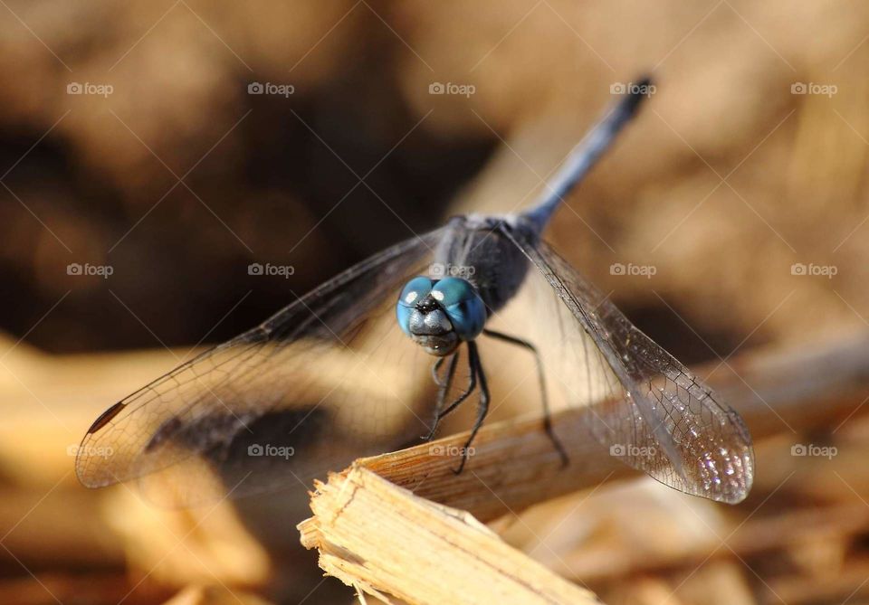 Chalky pencher. Blue azzure head dragonfly for the size of medium. Unique dragonflynwiyh habits in a lowland perched. It's looking for so nice at the dryng bamboo leaf on the side of sea and spreading until the open land of montana side .