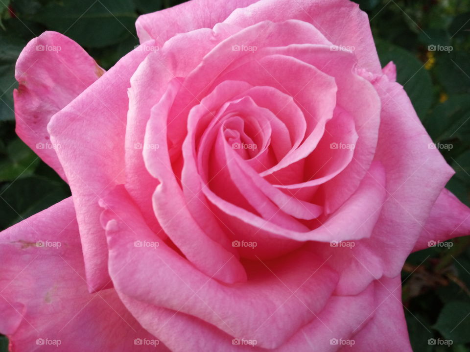 . Pink Rose