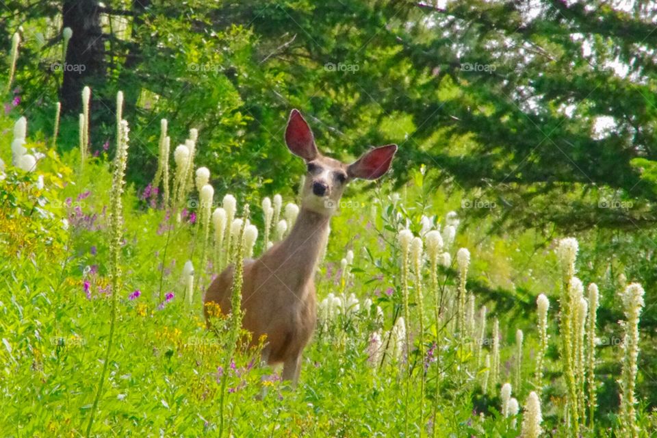 Exterior daylight.  Flathead Lake, MT, USA.  A doe, ears erect, is standing among flowers and views us apprehensively.