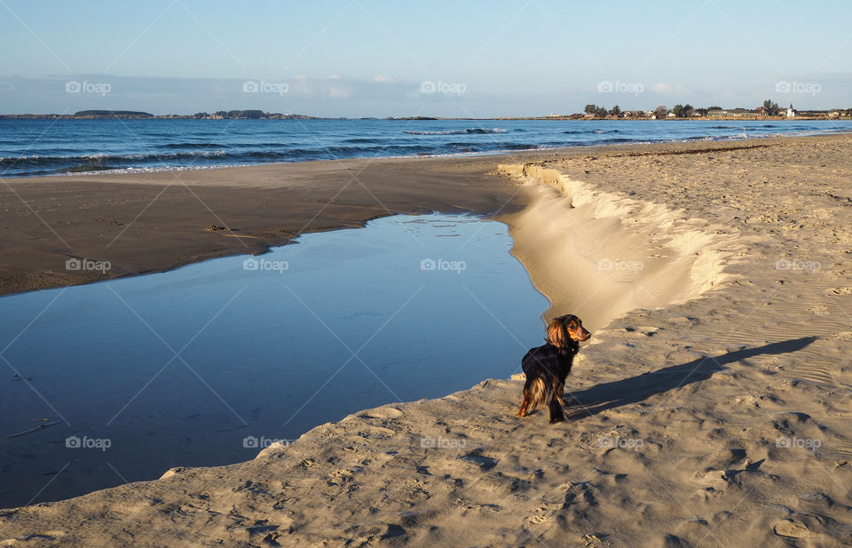 Dog on the beach. 