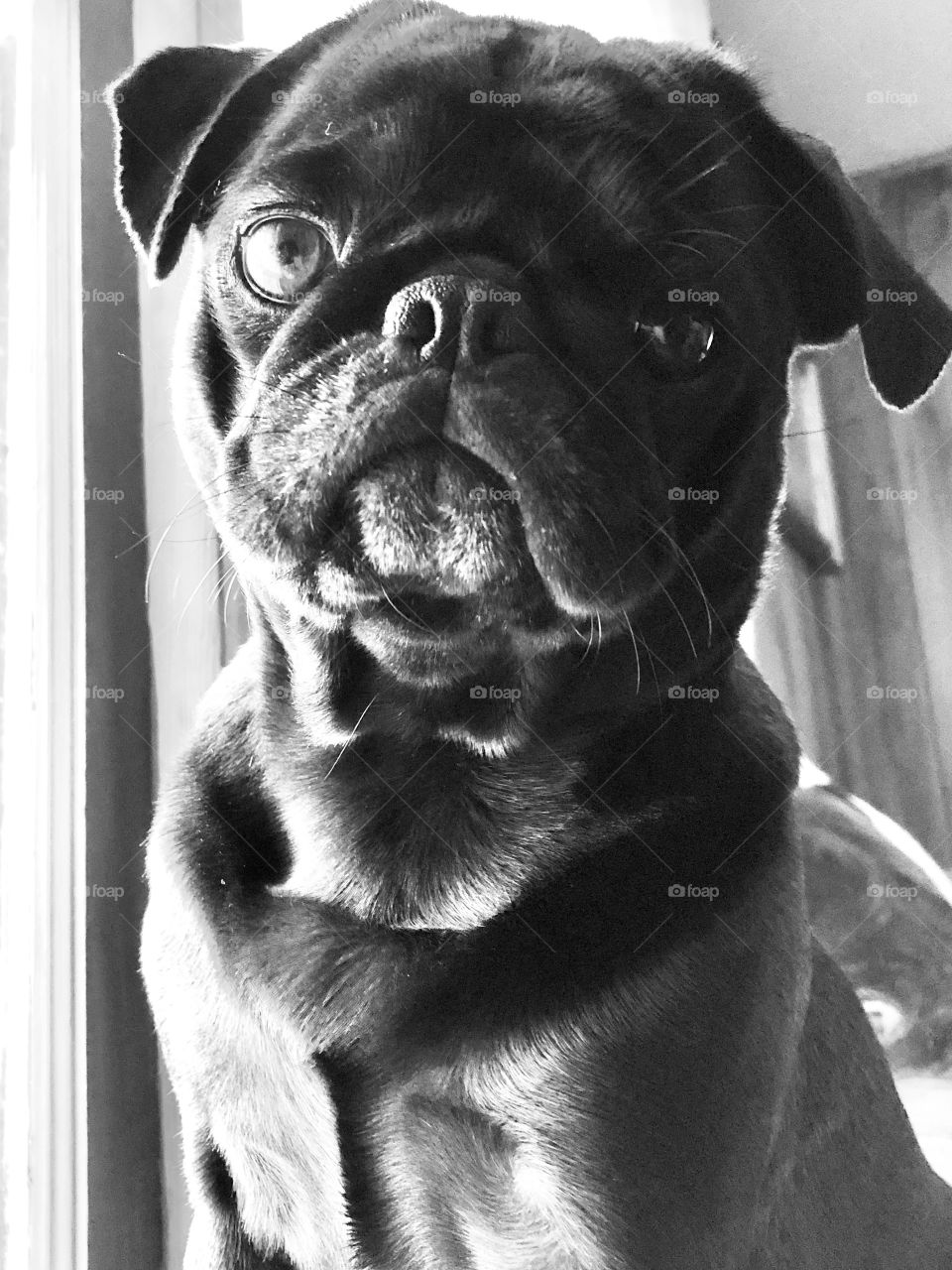 Lucy Pug in Black and White