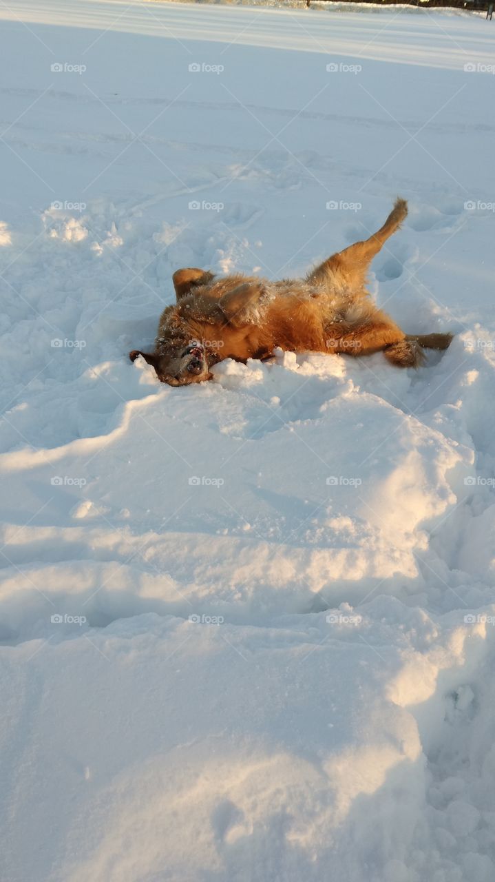 a roll in the snow
