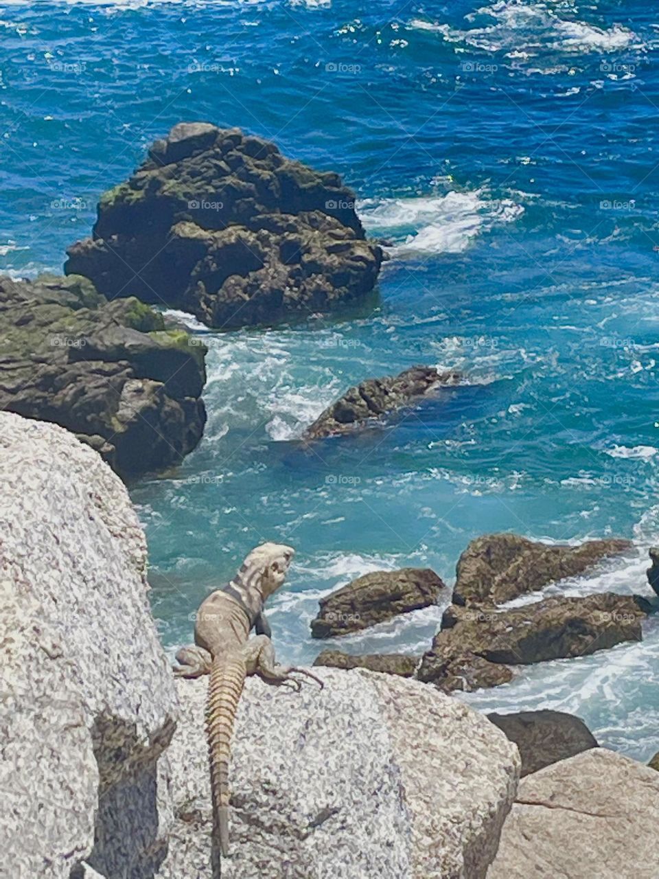 Mr. Iguana by the Sea