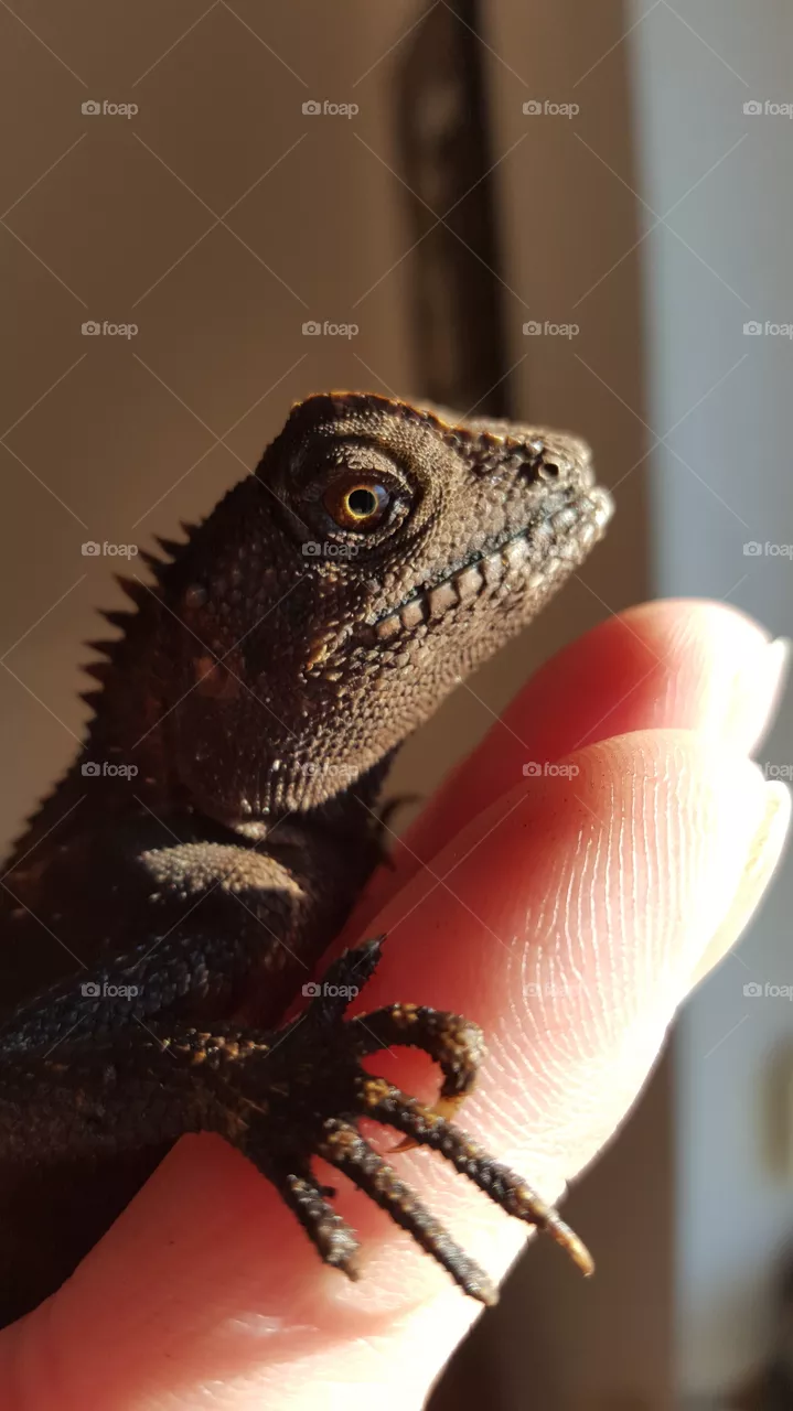 LIZARD EYE
