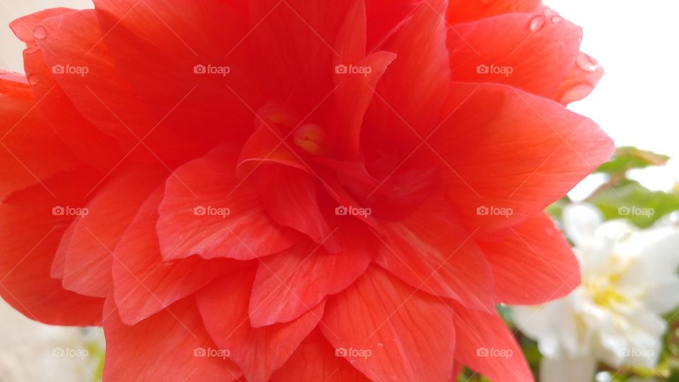 red flowers