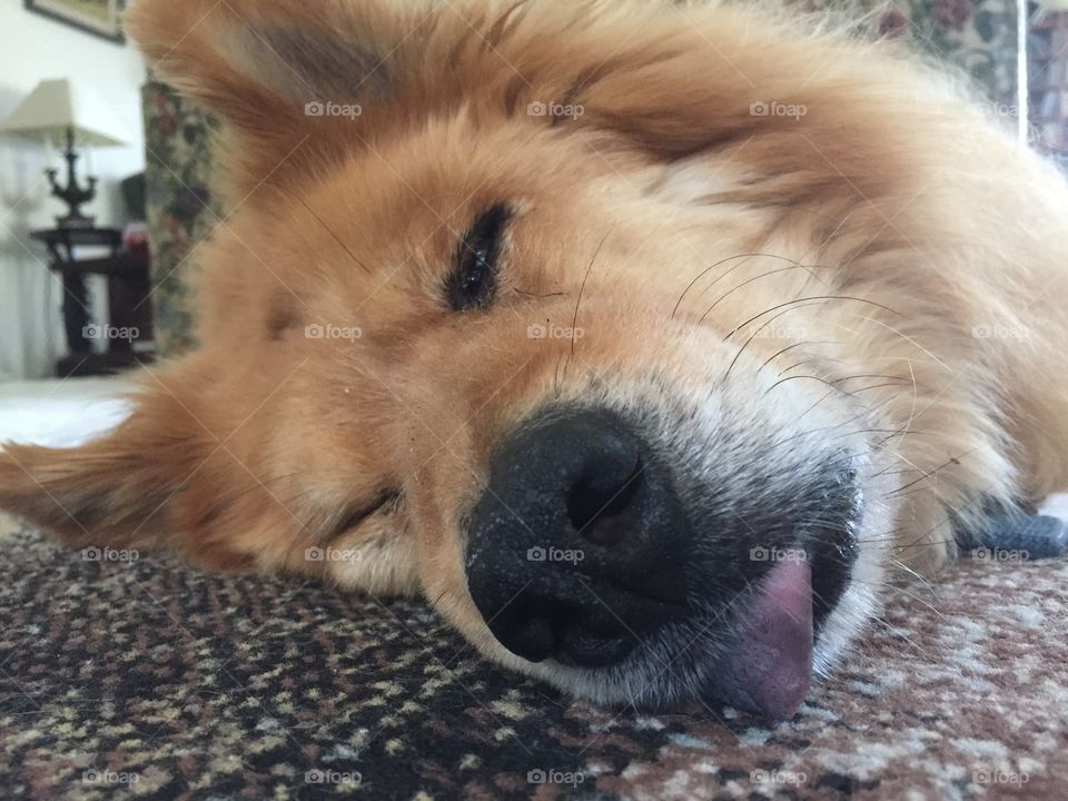 Sleepy dog