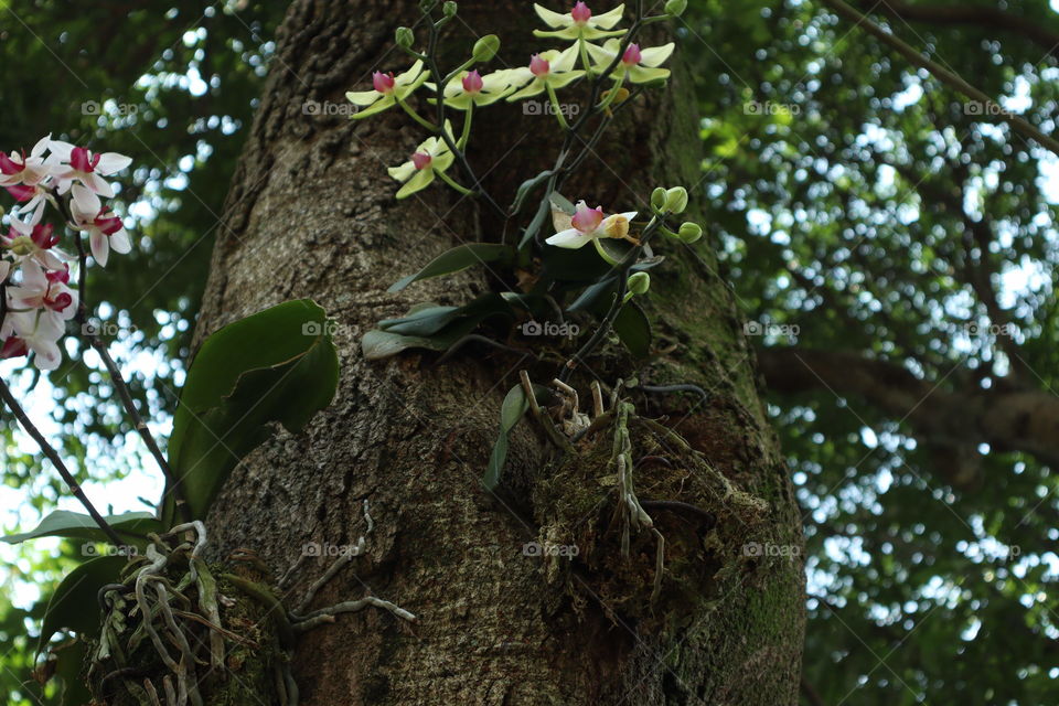 Orchids on the trees 