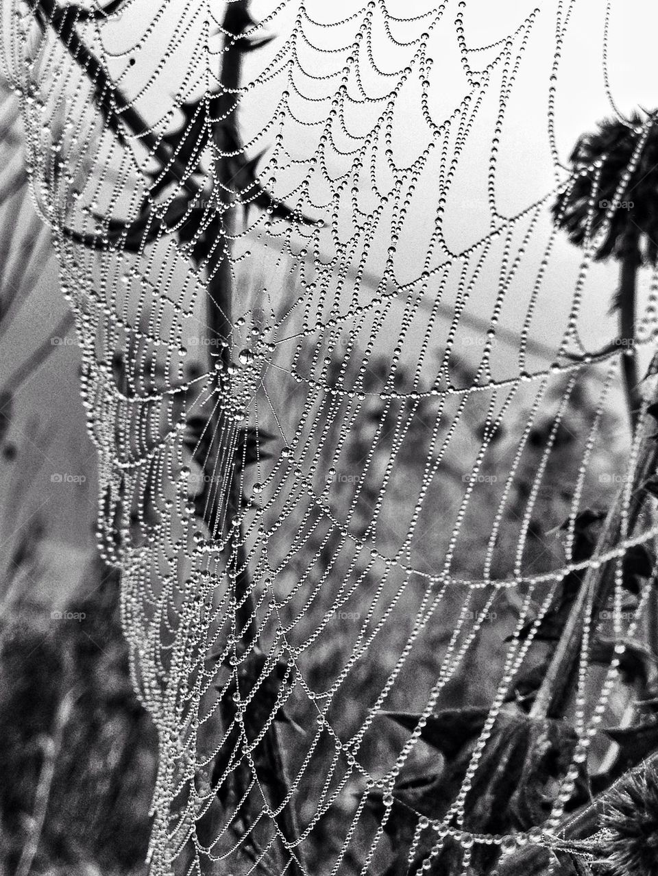 spiderweb