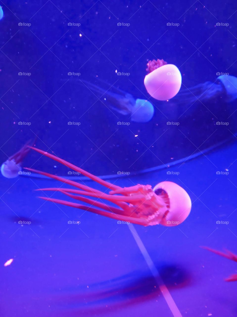 Jellyfish