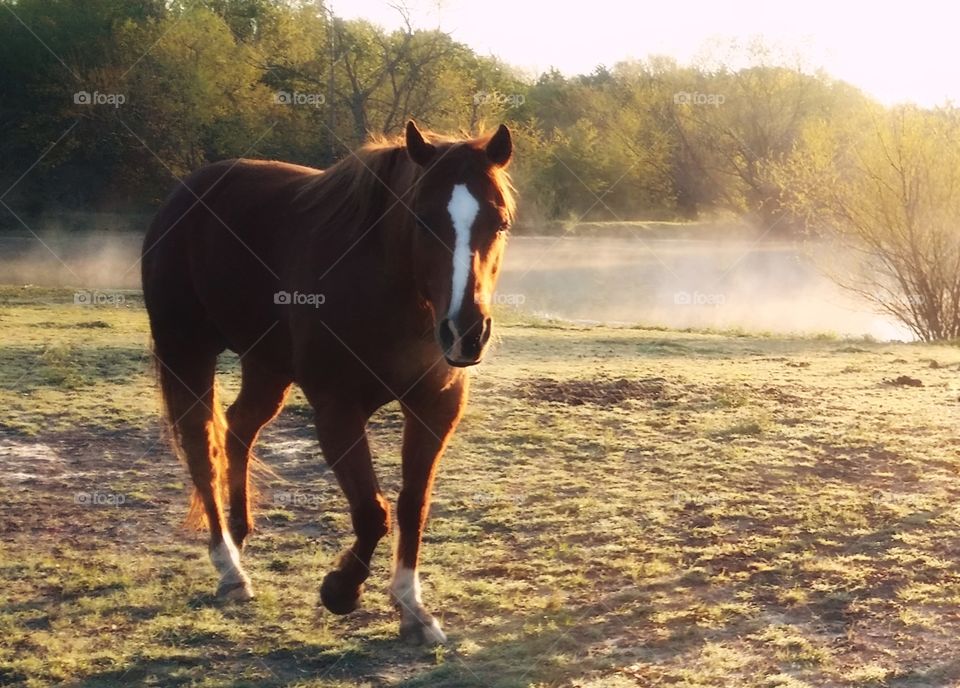 a sorrel horse standing in an early spring field in front of a foggy pond in the early morning light