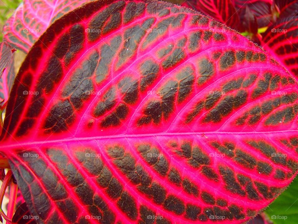 Pink leaf 