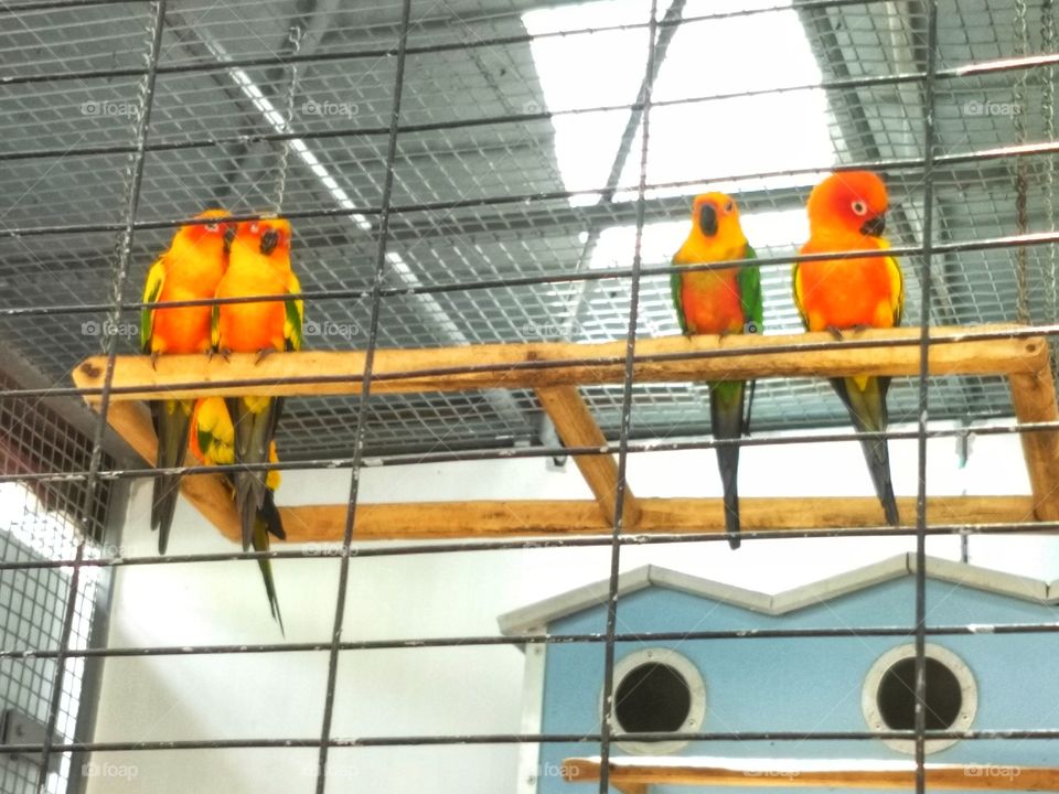 Bird - Nehru Zoological Park