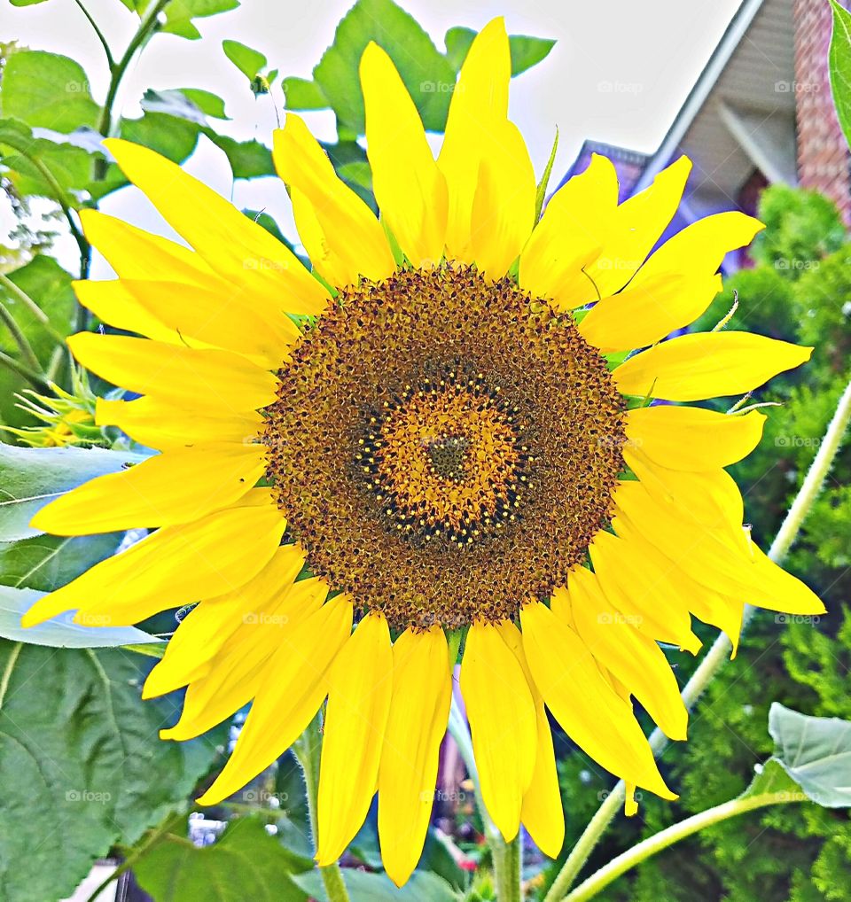 Sunflowers