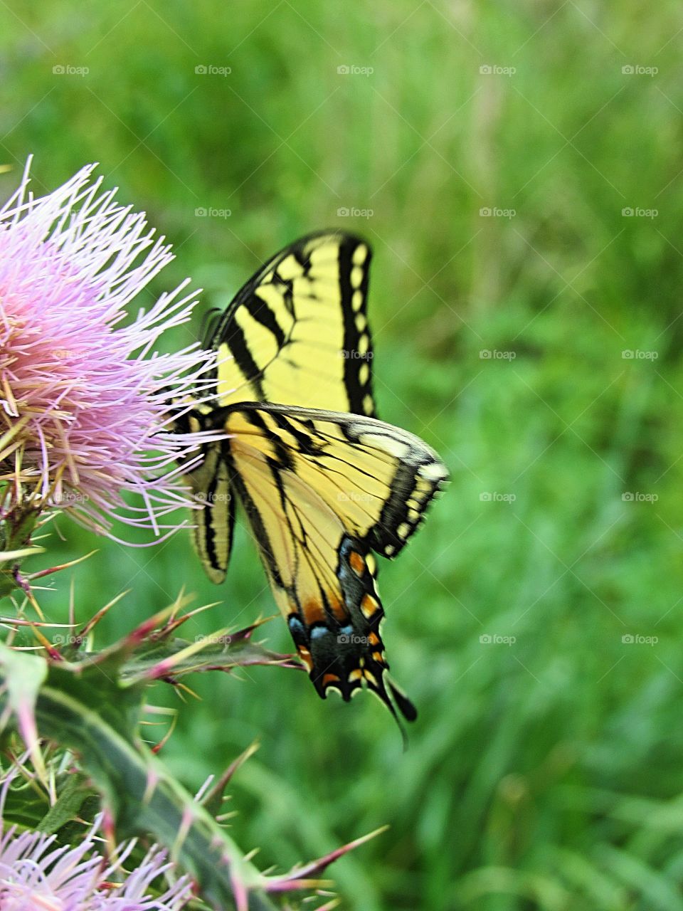 Beautiful yellow swallowtail butterfly on thistle flower