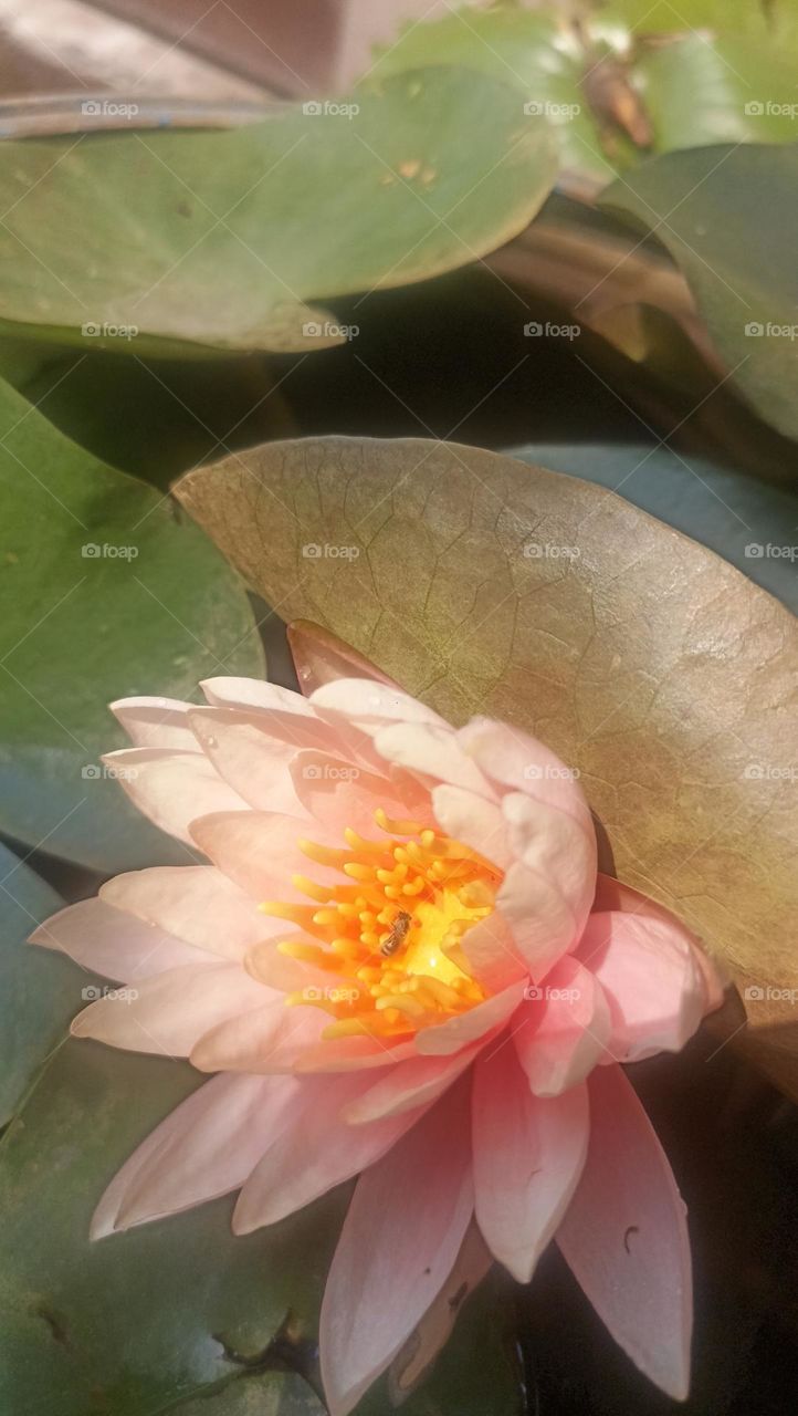 blooming peach colour lotus flower