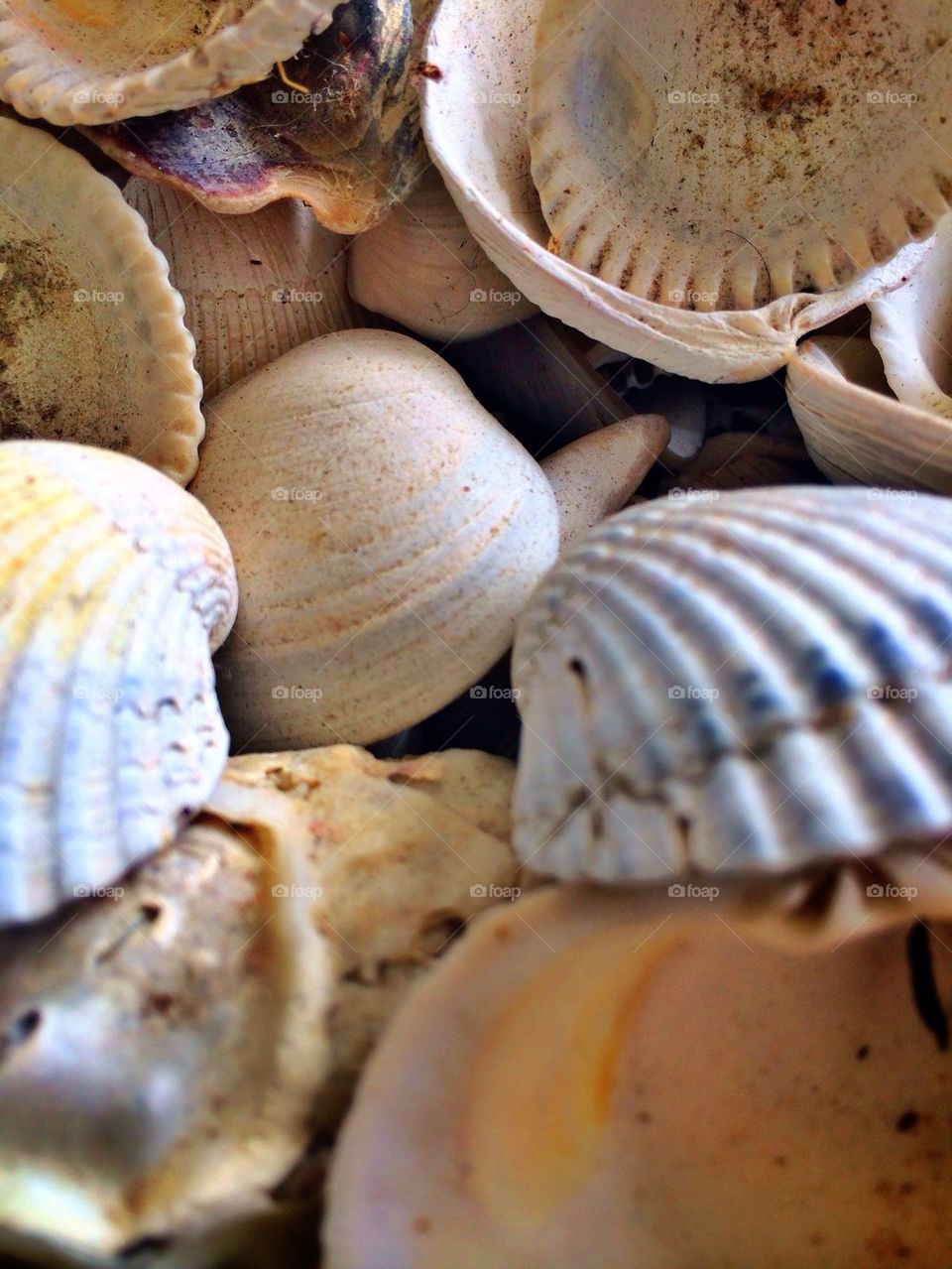 Sally sold sea shells
