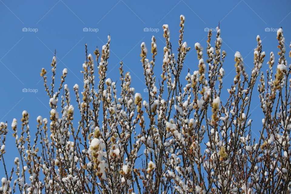 Pussy Willow buds