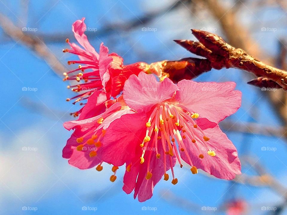 Beautiful flowers in bloom