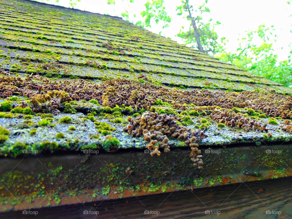 Mossy roof of old shed. 