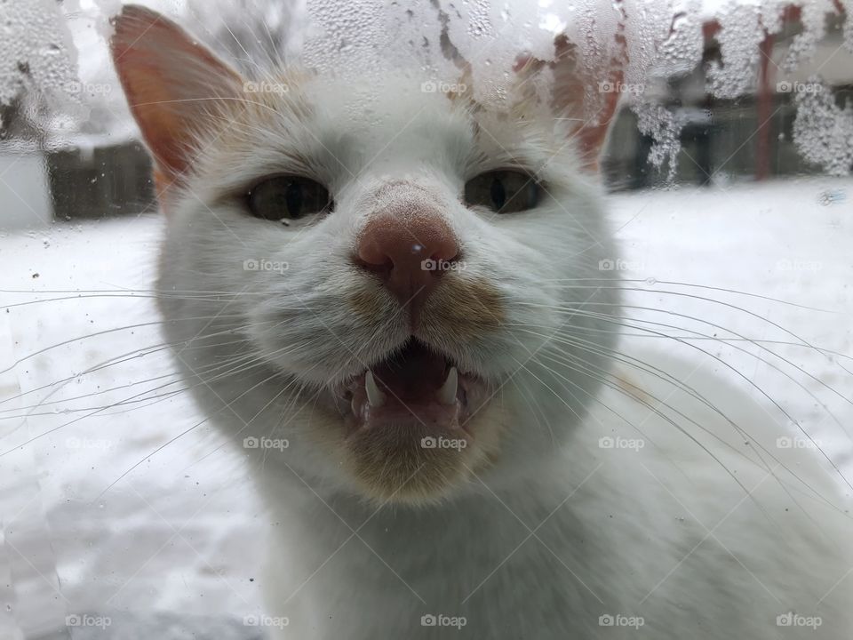Cat in cold weather