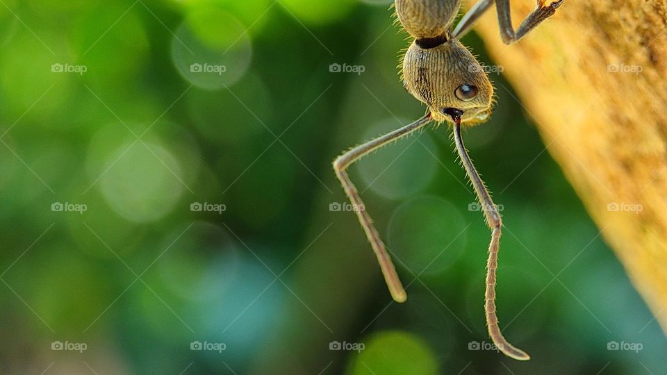 Ant walk on a beautiful morning, pleasant day, beautiful day, happy morning, Good morning