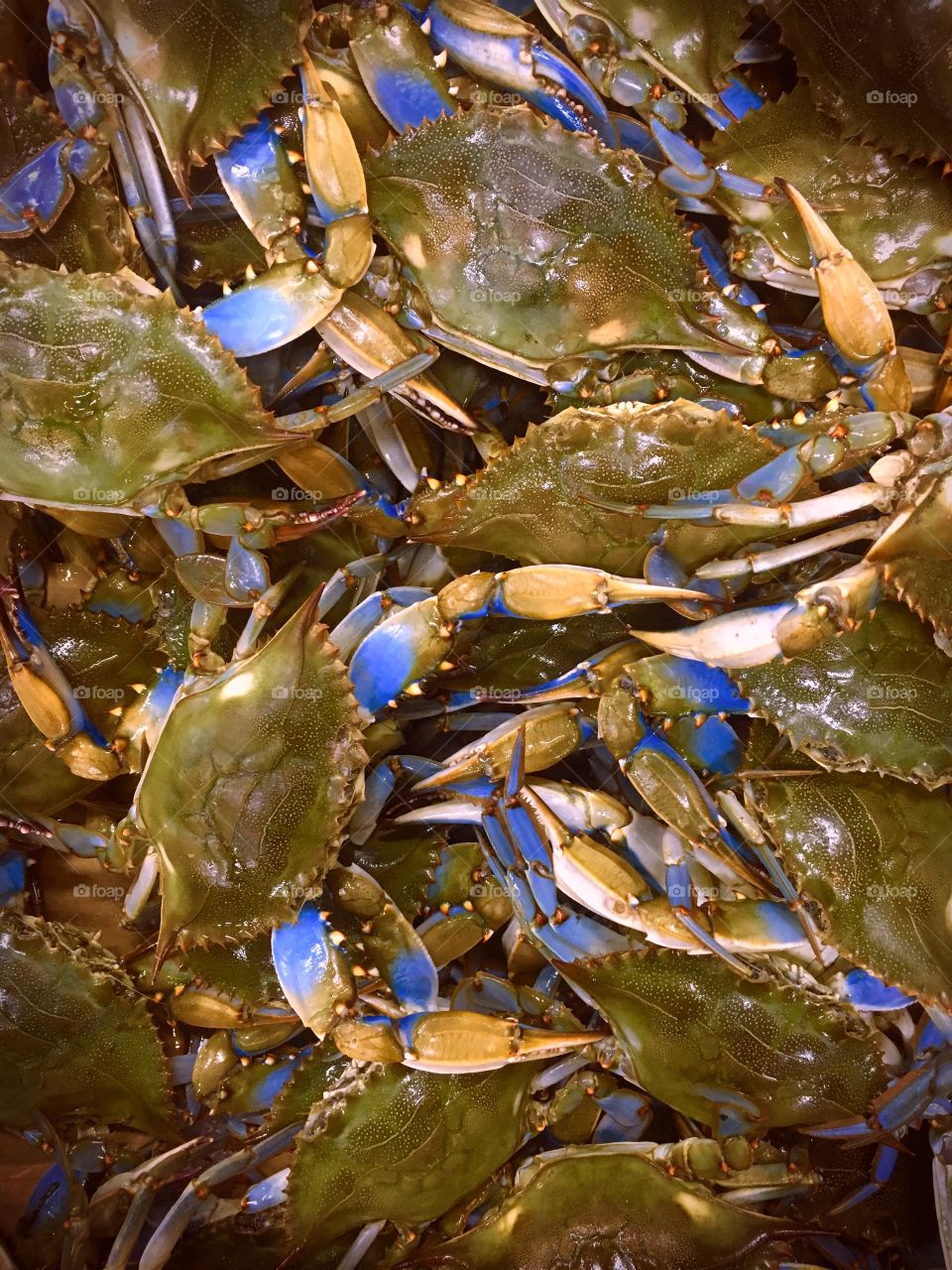 Crabbing in Chesapeake Bay
