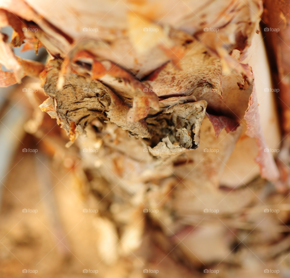 macro closeup tree river by lightanddrawing