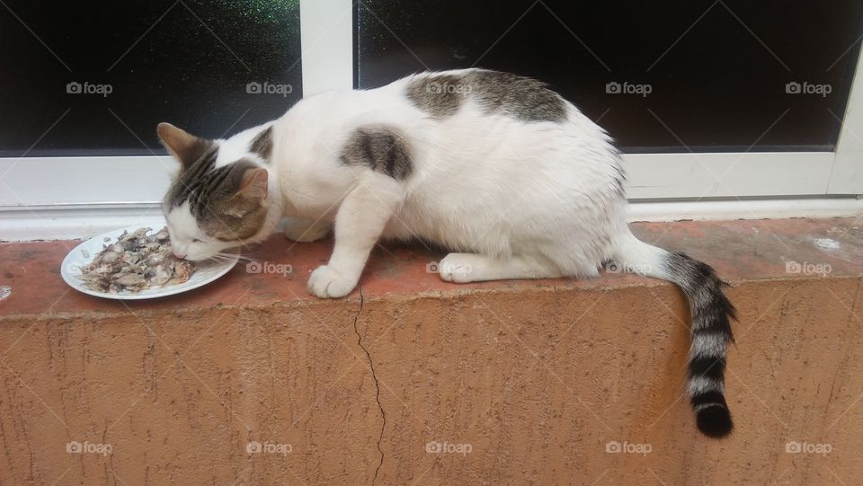 A cat eats his favorite fish meal.