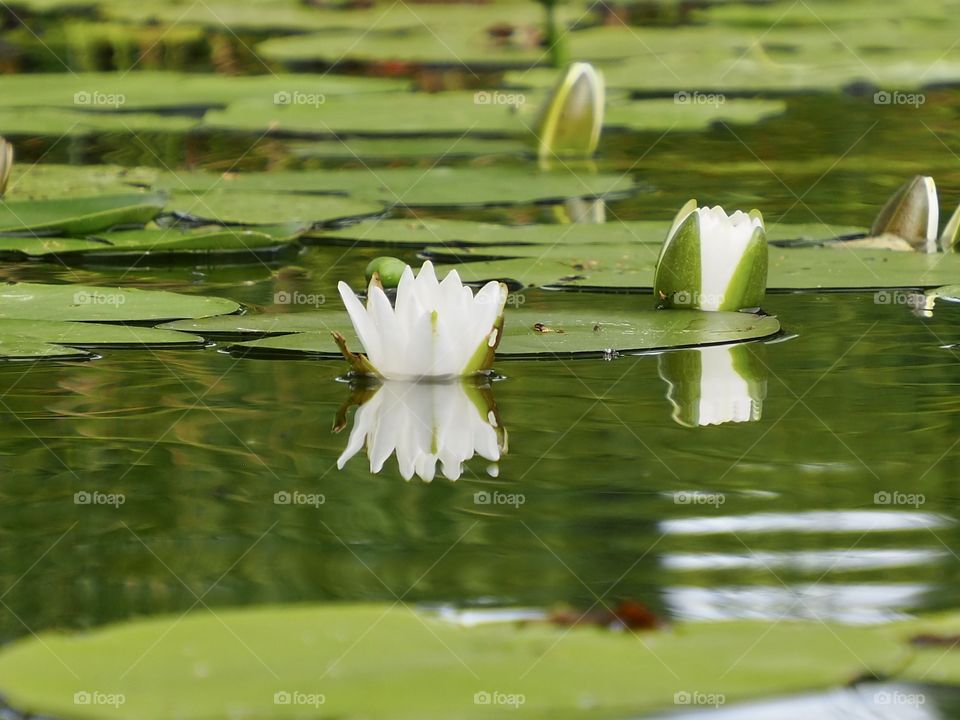 Water lilly