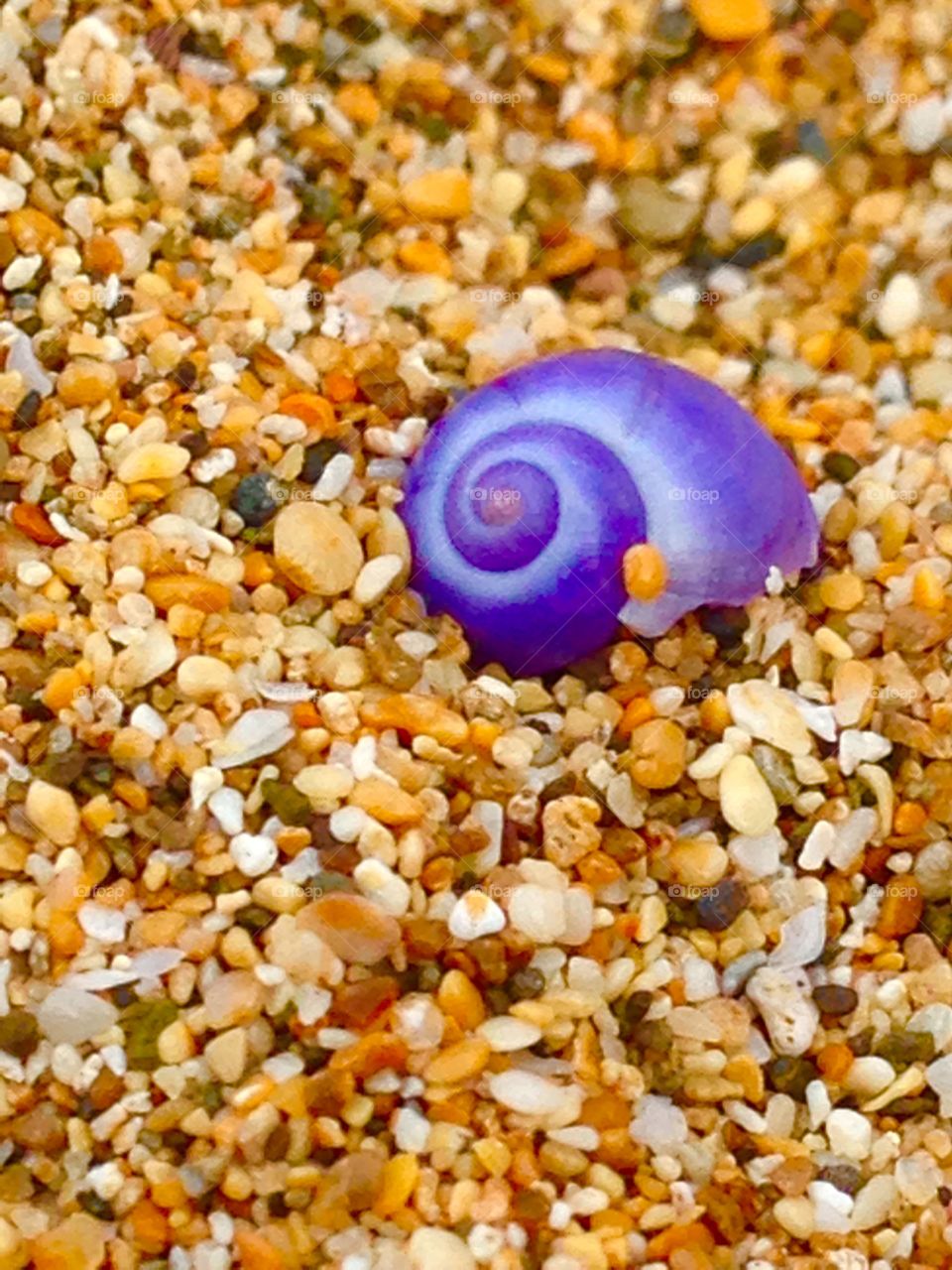 Small Seashell 