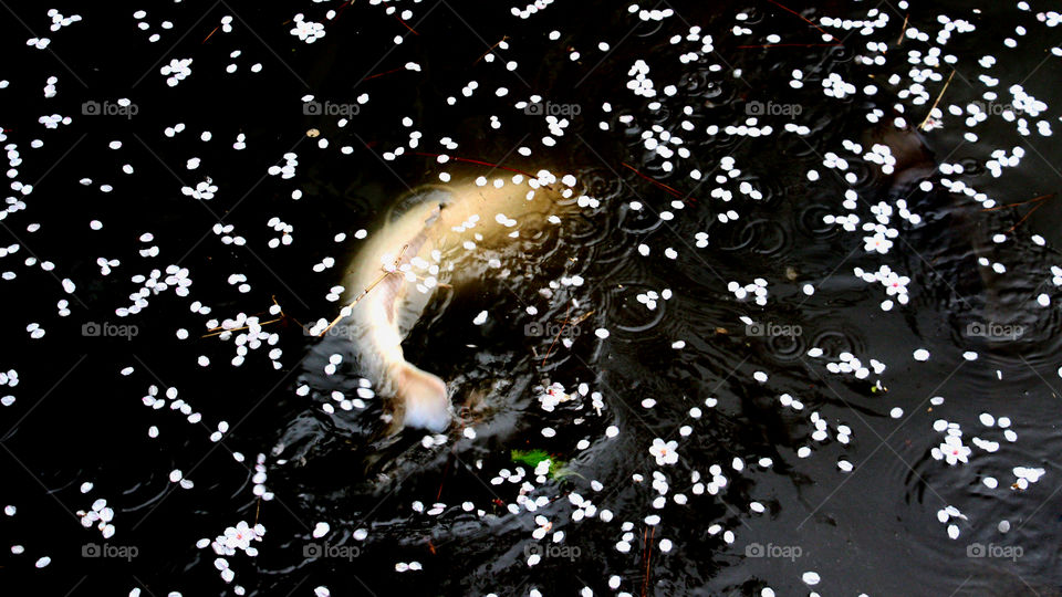 A carp swimming through cherry blossoms 
Chiba, Japan