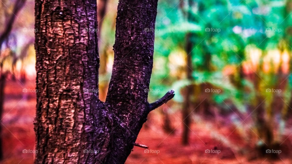 Close up of tree trunk