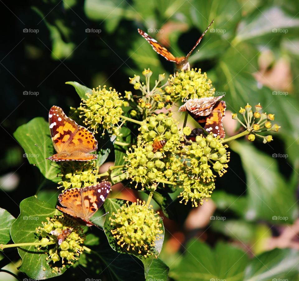 Painted Ladies 