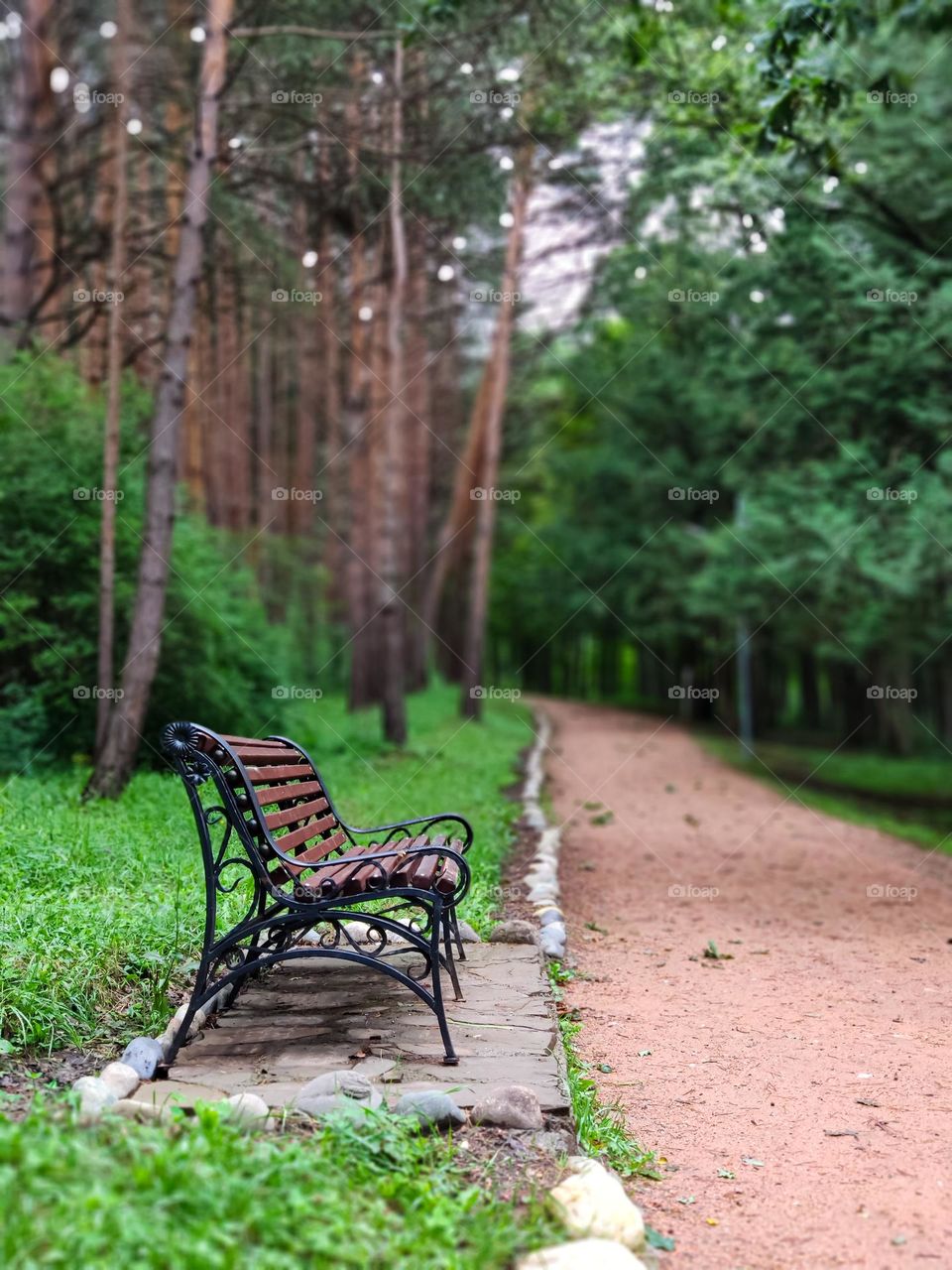 A bench in a green forest