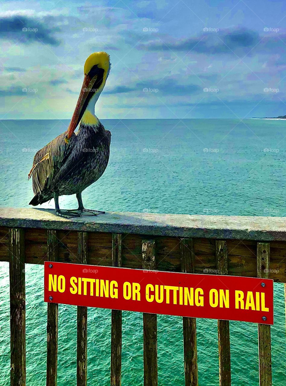 Pelican in violation of local refs; he don’t care