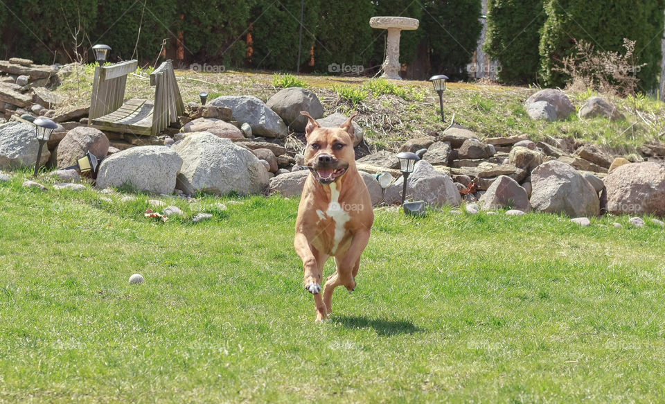 dog running