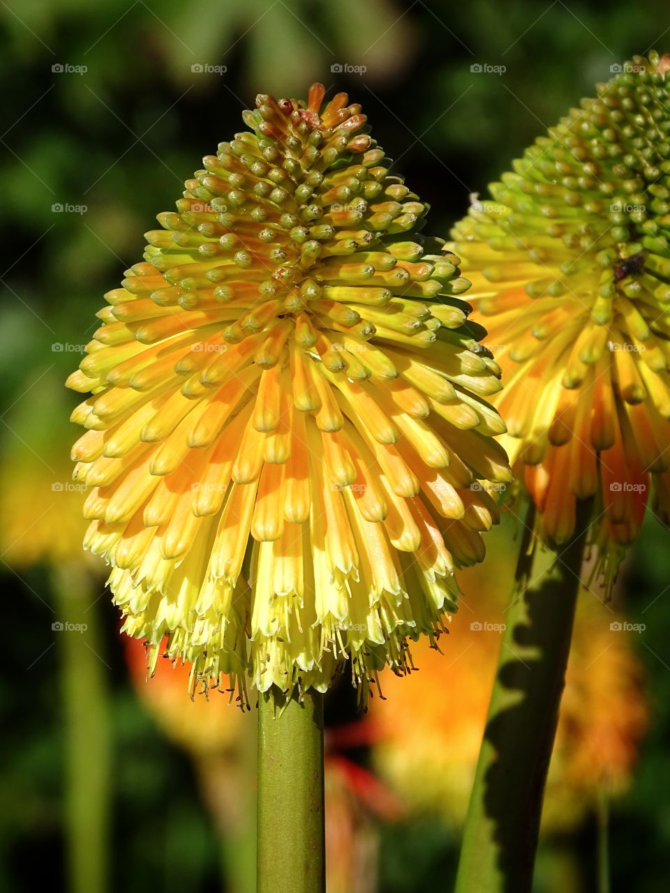 The beauty of flowers