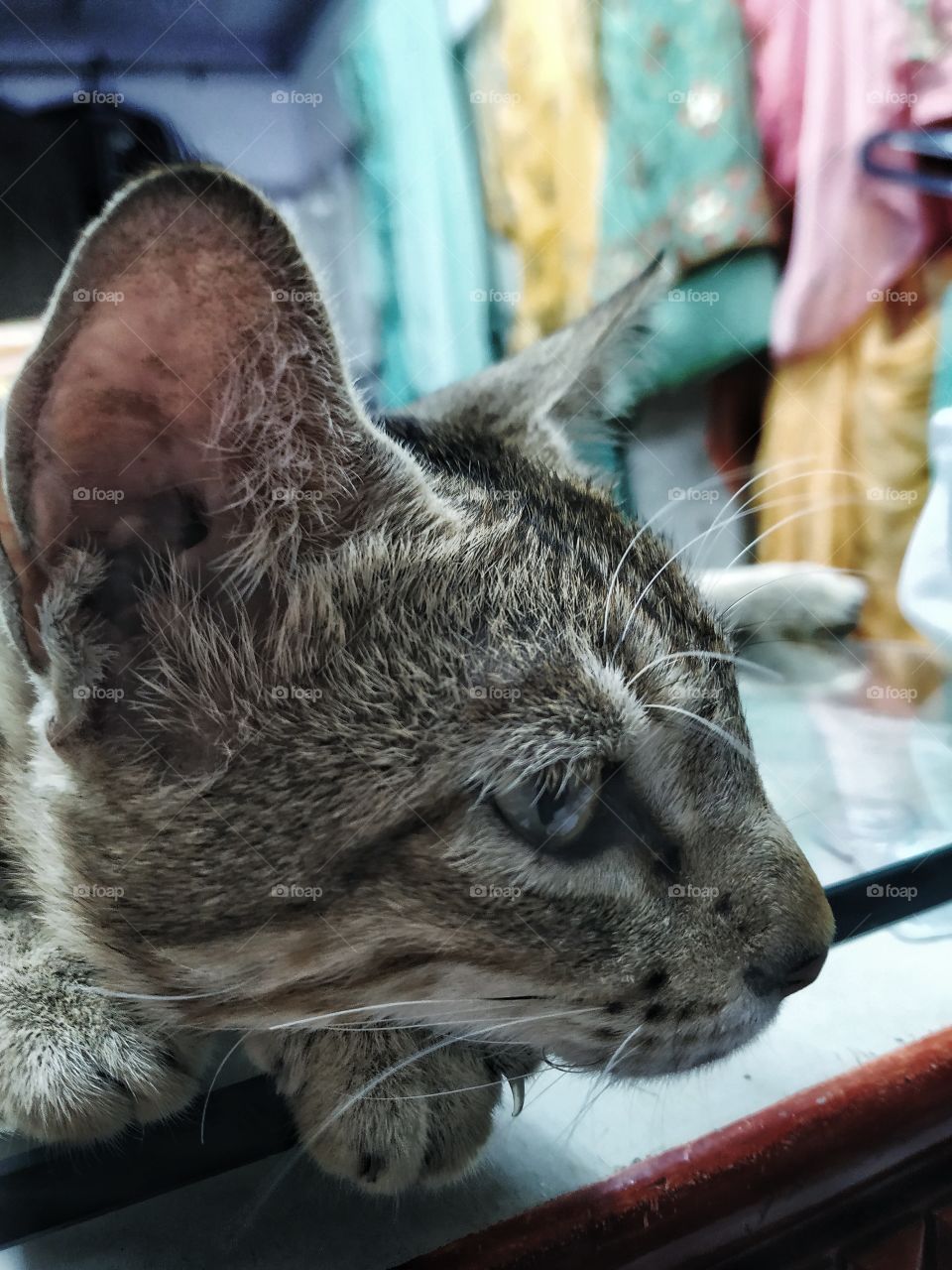 A stray cat in a shop